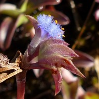 Cyanotis obtusa (Trimen) Trimen